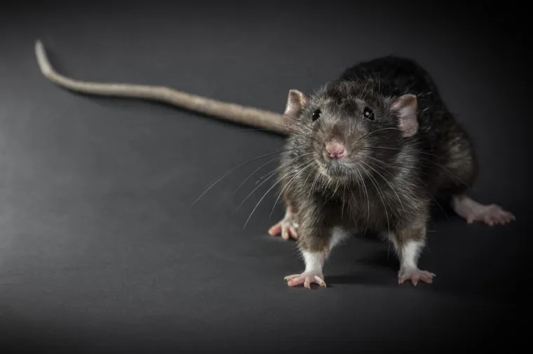 Comment se débarrasser des rats dans une maison ?, Claye-Souilly, RAT'GNAR PRO